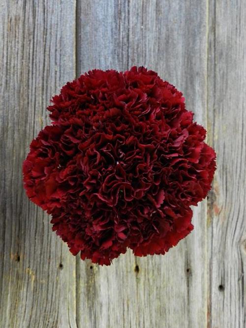 BURGUNDY CARNATIONS